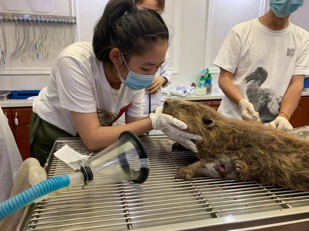 从“河狸公主”到公益达人