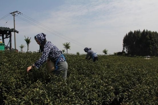 “有事来协商”平台 撬动“小茶叶”大发展