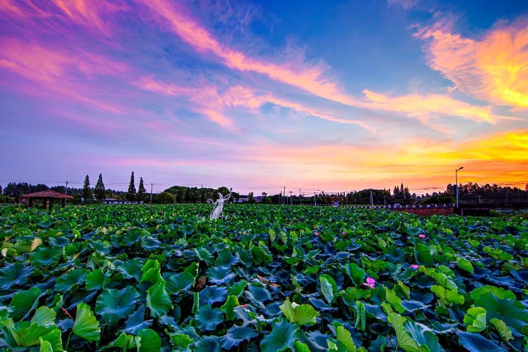 杭州临平：激发新乡贤动能，助力高质量发展