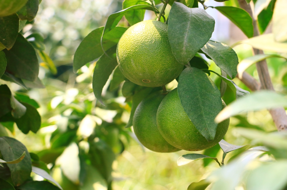 乡贤引领 小柑橘托起致富梦