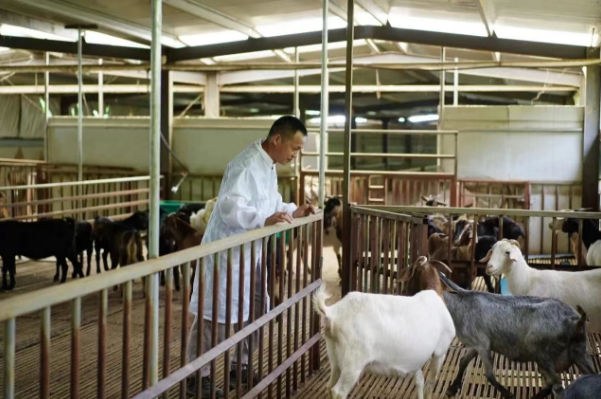 深山“牧”羊人 小产业大作为