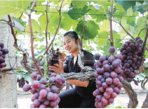 江苏泗阳县卢集镇：农文旅融合发展丰富乡村游业态