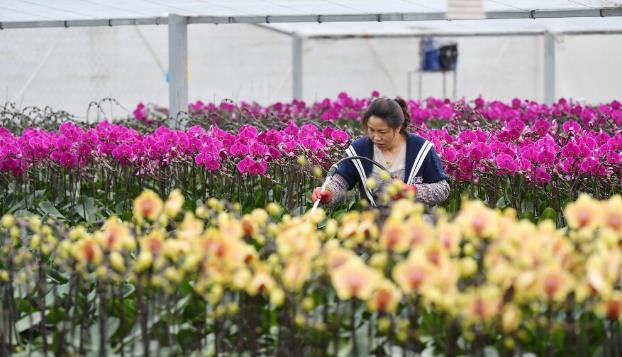 初冬时节花满棚