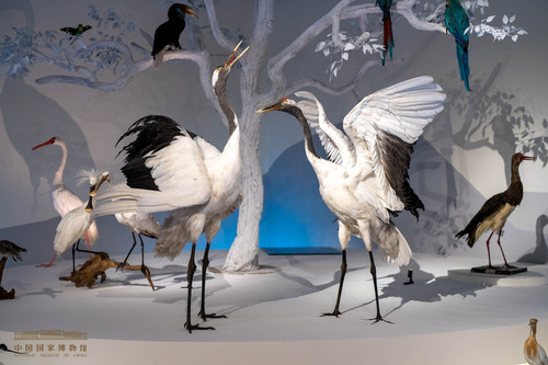 标本制作让动物“重获新生”(分离图)丹顶(3400796)-20231130105312 标本制作让动物“重获新生”(分离图)丹顶(3400796)-20231130105312