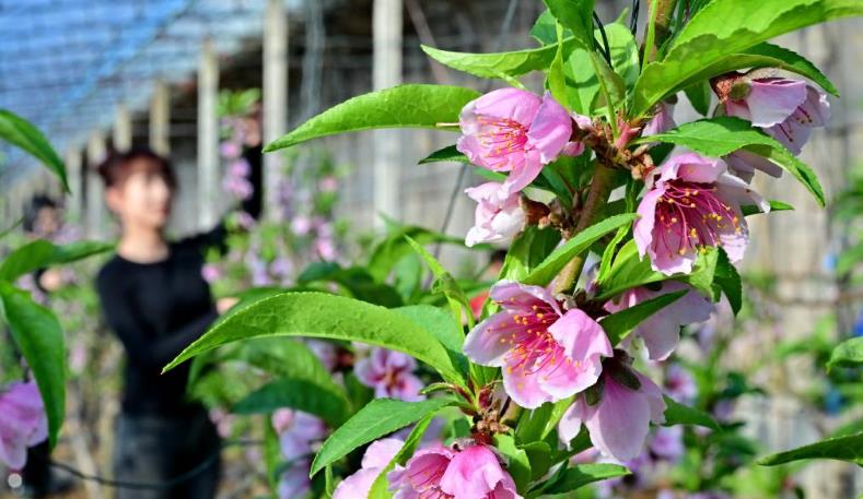 河北乐亭：冬季里来桃花开