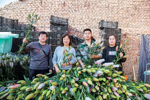 百合花开　凌源领“鲜” 