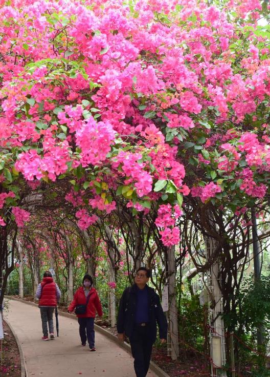 香港：三角梅花盛开