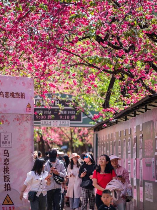 云南昆明：樱花烂漫春意浓