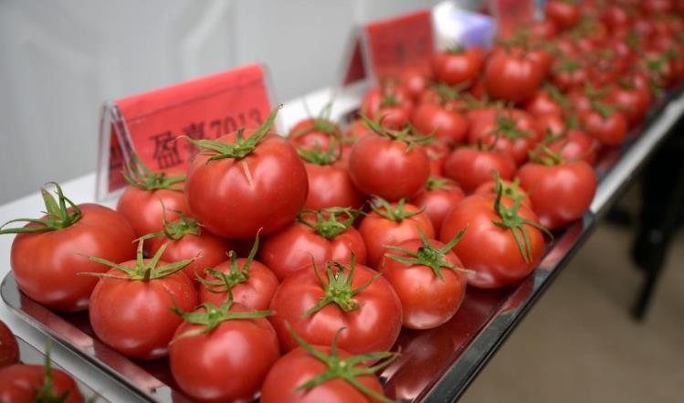 宁夏“网红”西红柿 红火闯市场