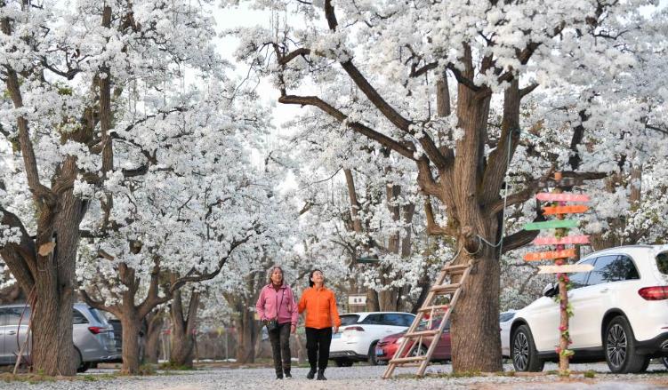 百年梨园繁花盛放
