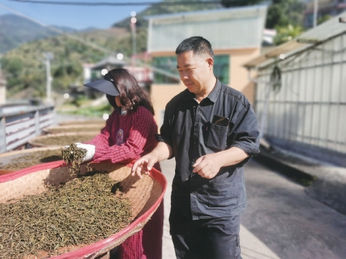 能手“授渔”，让绿叶变“金叶”