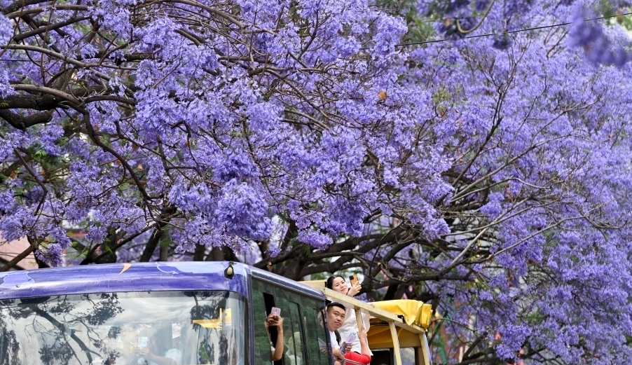 昆明蓝花楹迎盛花期 吸引游客打卡