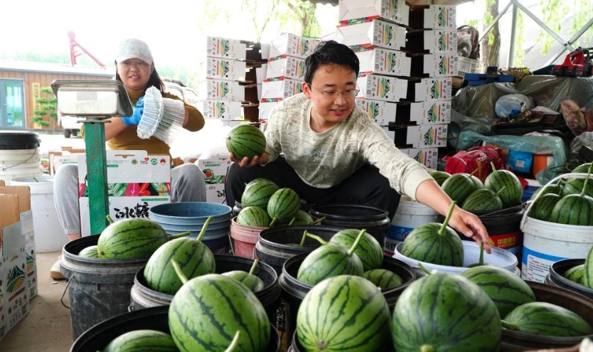 山东潍坊：西瓜收获销售忙