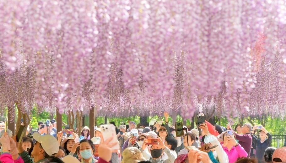 北京玉渊潭公园紫藤花瀑成网红打卡地