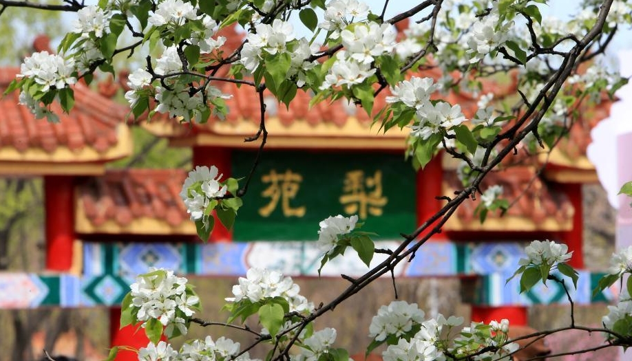 黑龙江哈尔滨：古梨树花开如雪醉游人