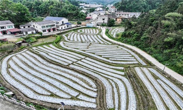 湖南岳阳平江县三阳乡：产业铺就致富路，一派田园好风光