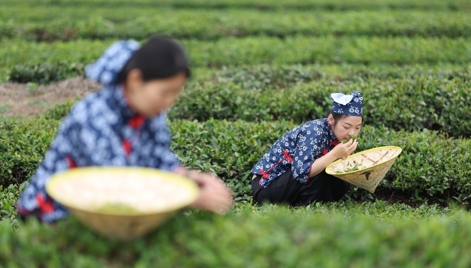 山东日照品茶香