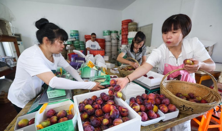 浙江桐乡：特色槜李迎丰收