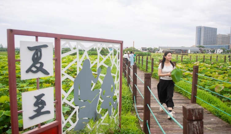 浙江宁波：夏日赏荷正当时