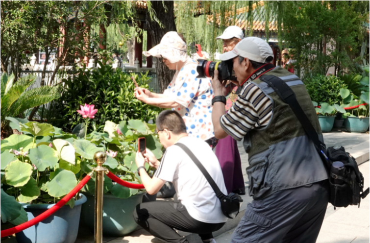 北京北海公园荷花节 两条游览线路带您品荷香