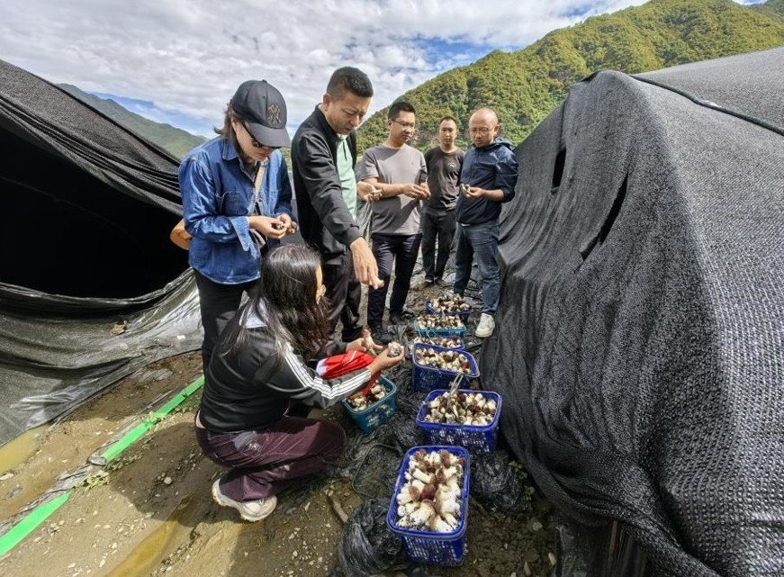 四川省阿坝藏族羌族自治州金川县勒乌镇新开宗村高山赤松茸和反季节贡菜采收忙
