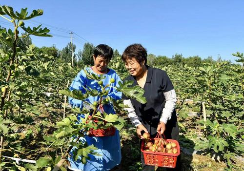 （8.7-下）村里的荒地结出了幸福果(分(5113065)-20240807100821