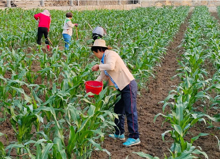 农业中关村科技成果在荆楚大地生根发芽