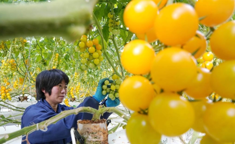 河北抚宁：高品质蔬菜种植促增收