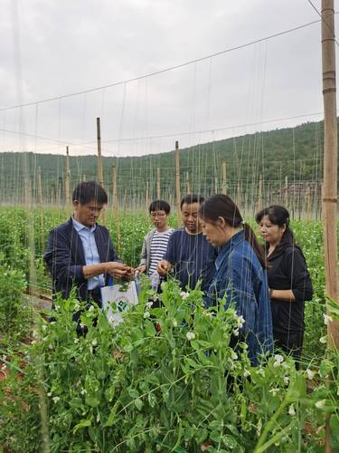 走进田园(分离图)李宝聚（左一）在云南红(6020127)-20241227141307