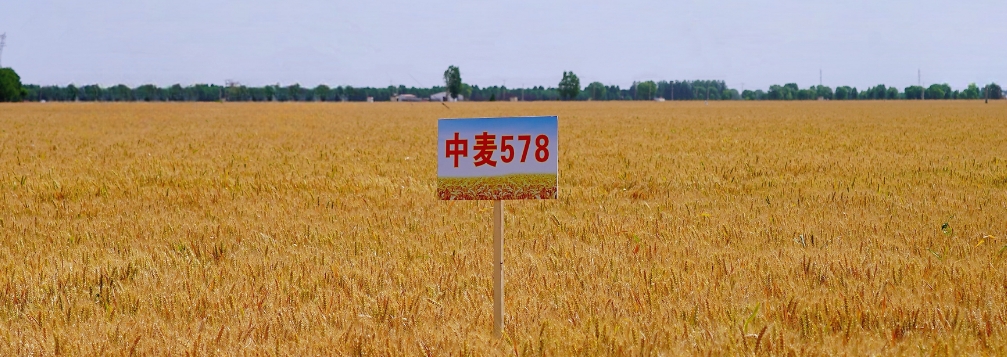 “中麦578”年度收购量超百万吨 助农增收两亿元