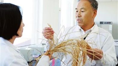 天津市政协委员于福安：让“津”牌水稻香飘全国
