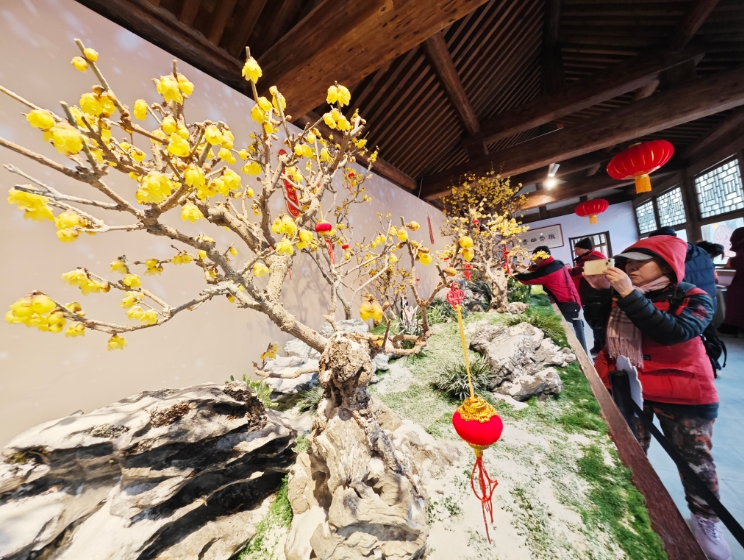 2025年北京家庭园艺嘉年华许昌蜡梅进北京暨颐和园第十四届“傲骨幽香”梅花、蜡梅迎春文化展开幕