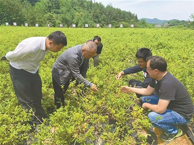 九三学社社员专家们田间地头“送技术”，助力莓茶产业发展。