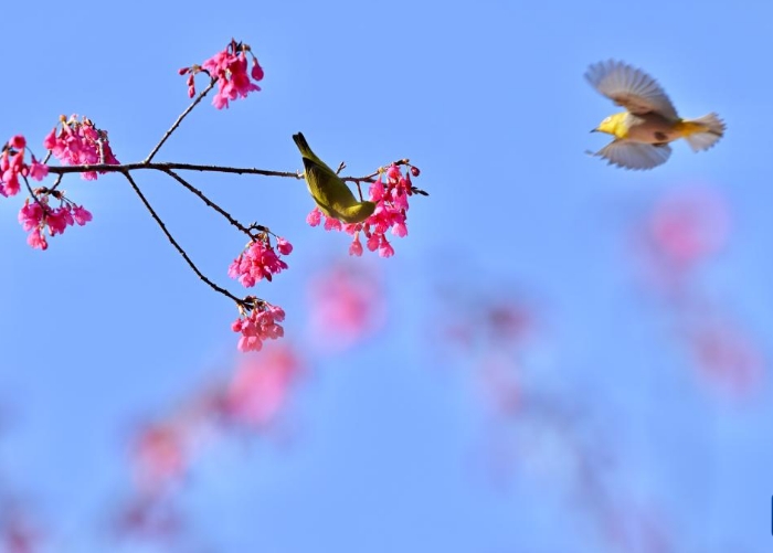 福建：相约春天赏樱花