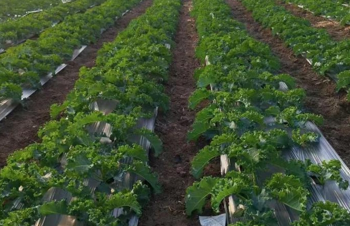 奶茶店砍瓜切菜忙 年轻人爱上“喝绿”