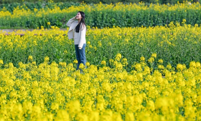 四川泸州：油菜花开春意浓