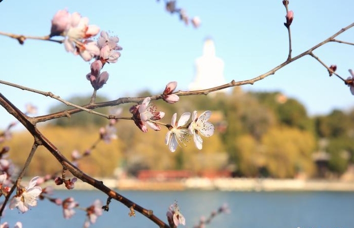 北京市属公园推出40余处踏青赏花片区 丰富夜间赏花体验