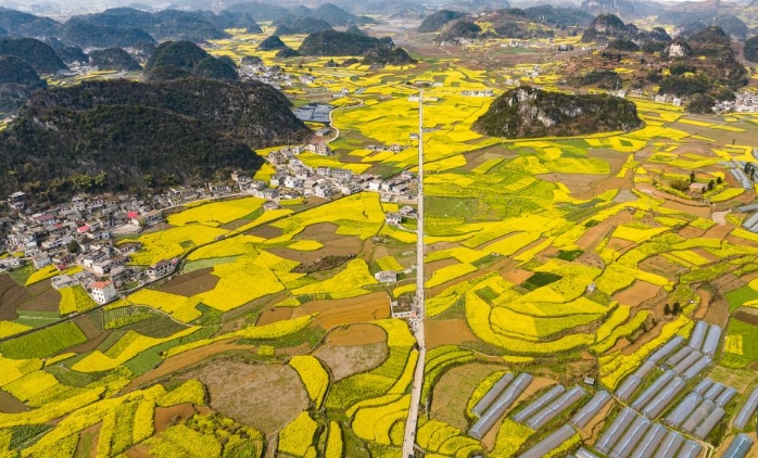贵州：油菜花海绽春光