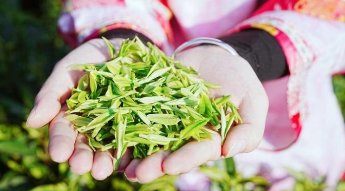 贵州正安：抢抓市场 白茶春茶正式开采