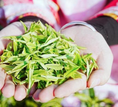 贵州正安：抢抓市场 白茶春茶正式开采