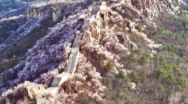 燕山之春：长城穿花海，万峰竞斑斓