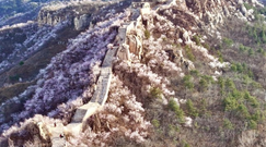 燕山之春：长城穿花海，万峰竞斑斓