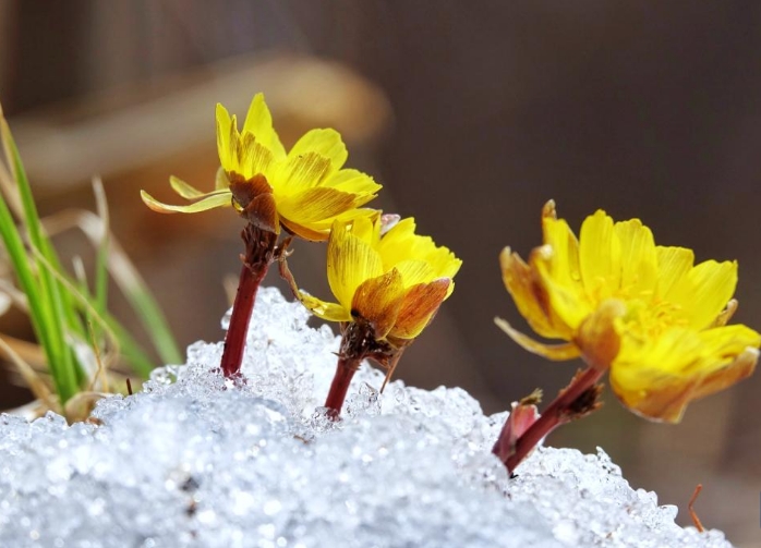 冰凌花破雪绽放迎春来