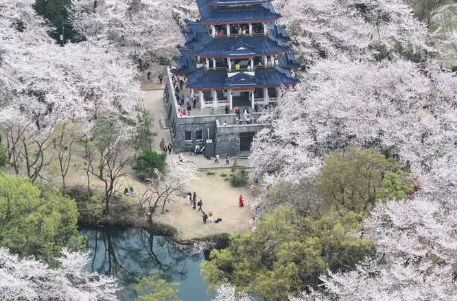 赏花踏春正当时，“春日经济”别样红！