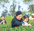 春来茶园新意浓