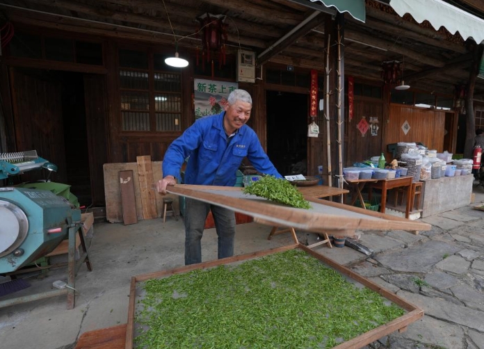 浙江磐安：赶制春茶