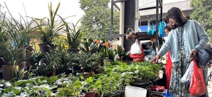 从赏花到寻菜 中国青年解锁“土味”踏青新方式