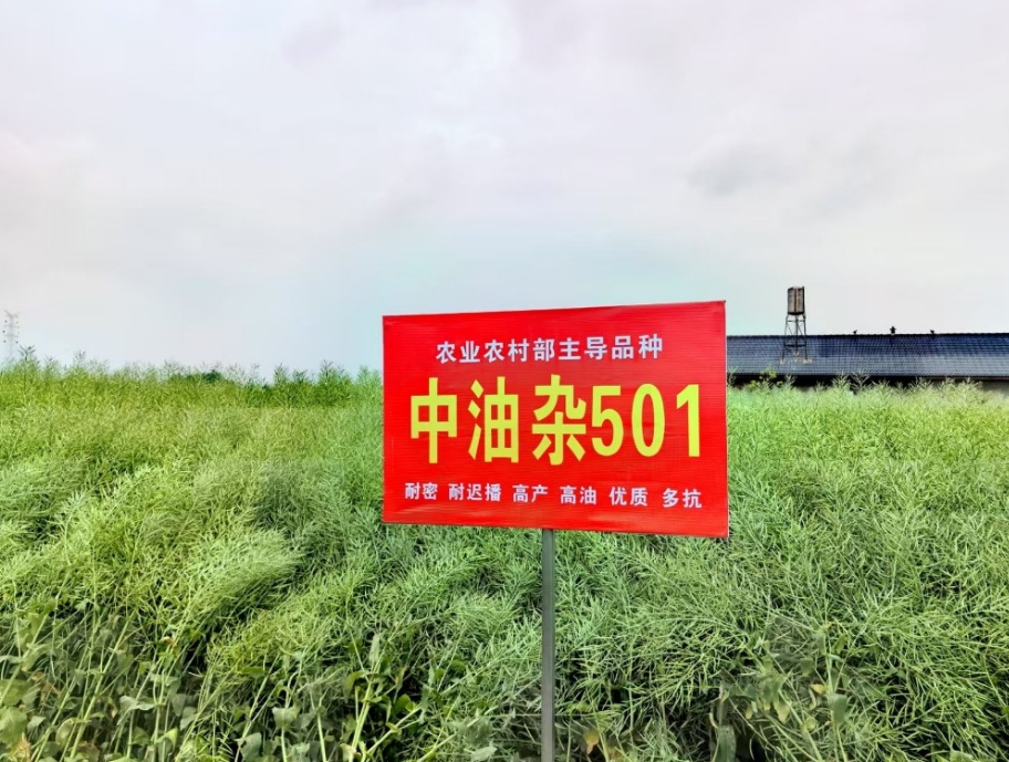 “中油杂501”破解粮油争地难题