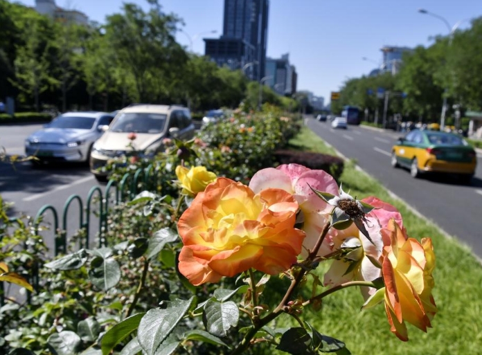 月季花扮靓北京道路