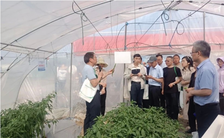 160余种蔬菜新品种为蔬菜产业注入科技新动能